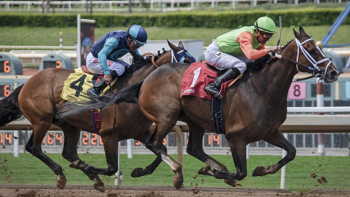 Två galopphästar med jockeyer i upploppet på en tävlingsbana
